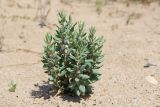 Polygonum maritimum