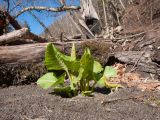 род Rumex. Вегетирующее растение. Адыгея, Майкопский р-н, окр. пос. Хамышки, правый берег р. Киша, ≈ 700 м н.у.м., песчаные наносы близ упавших стволов деревьев. 07.03.2016.