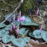 Cyclamen coum