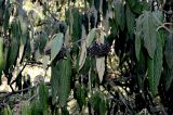 Viburnum rhytidophyllum