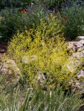 Crambe alutacea