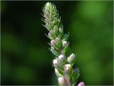 Digitalis purpurea