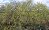 Salix myrsinifolia