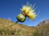 Rhaponticoides phyllopoda. Верхушка побега с соцветием. Казахстан, Туркестанская обл., Сырдарья-Туркестанский государственный региональный природный парк, Боралдайский филиал; ≈ 1250 м н.у.м., горное саванноидное сообщество. 07.07.2019.