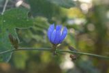 Cichorium intybus