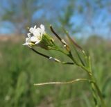 Arabidopsis thaliana