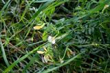 Vicia grandiflora. Верхушка цветущего растения. Грузия, Самцхе-Джавахети, окр. г. Ахалцихе, луг. 14.06.2023.