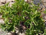 Delphinium brunonianum