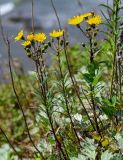 Hieracium umbellatum. Цветущие растения. Сахалин, гор. округ Долинский, мыс Острый, приморский луг. 13.08.2023.