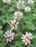 Trifolium repens