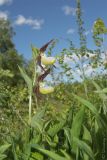 Cypripedium calceolus. Верхушка цветущего растения. Ленинградская обл., р. Шингарка. 04.06.2011.