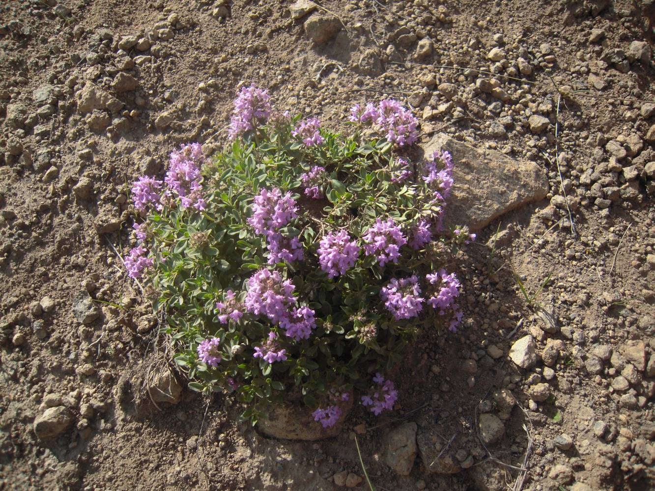 Изображение особи Thymus pseudopulegioides.