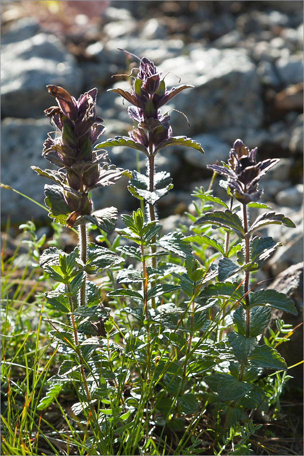 Изображение особи Bartsia alpina.