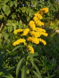 Solidago gigantea