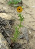 Adonis dentata. Цветущее растение. Израиль, Северный Негев, лес Лаав. 05.03.2013.