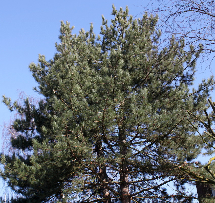 Image of Pinus nigra specimen.