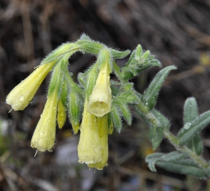 Изображение особи Onosma heterophylla.