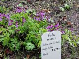 Lathyrus vernus. Цветущие растения. Швеция, Уппсала, Сад Линнея. 6 мая 2009 г.
