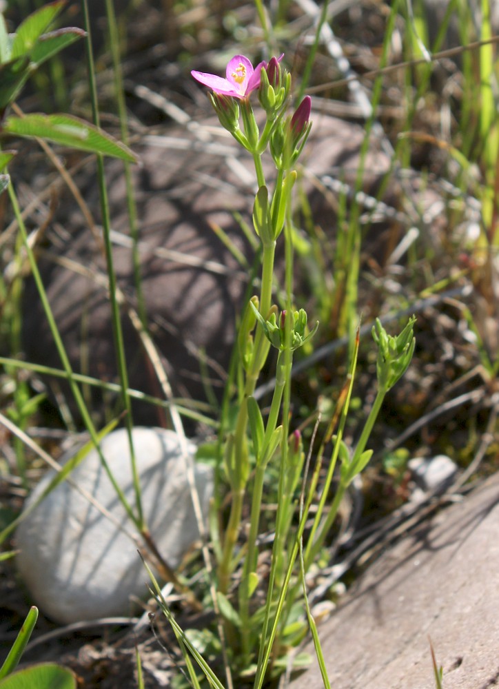 Изображение особи Centaurium littorale.