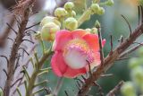 Couroupita guianensis