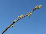 Halesia carolina