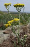 Achillea leptophylla. Верхушка цветущего растения. Ростовская обл., Белокалитвинский р-н, окр. хутора Грушёвка, склон каменистой балки. 23.06.2013.