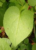 Doronicum austriacum. Лист средней части стебля. Украина, Львовская обл., Дрогобычский р-н, г. Трускавец, Помярки, лес. 03.06.2014.