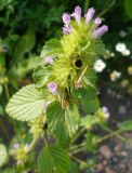 Galeopsis bifida