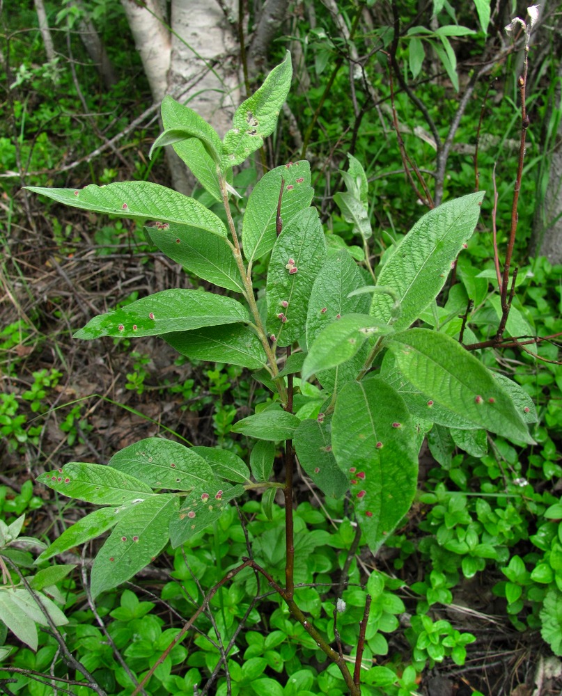 Изображение особи Salix lapponum.