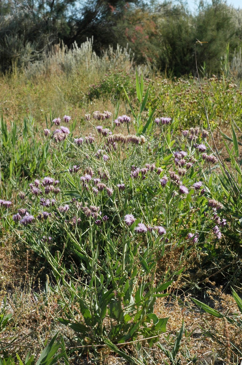 Изображение особи Saussurea salsa.