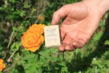 Trollius asiaticus