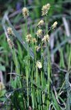 Carex pilosa