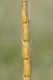 Aegilops tauschii