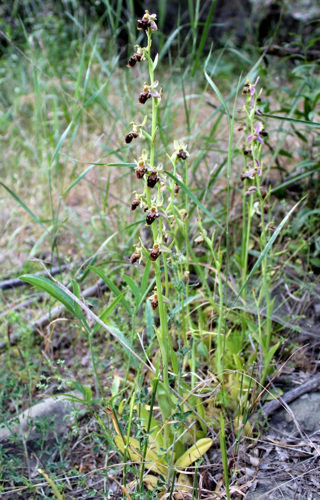 Изображение особи Ophrys oestrifera.