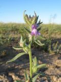 Chaenorhinum persicum. Верхушка цветущего растения. Южное Прибалхашье, южная кромка пустыни Таукум, пески переходящие в такыр (\"джиек\"). 21 мая 2016 г.