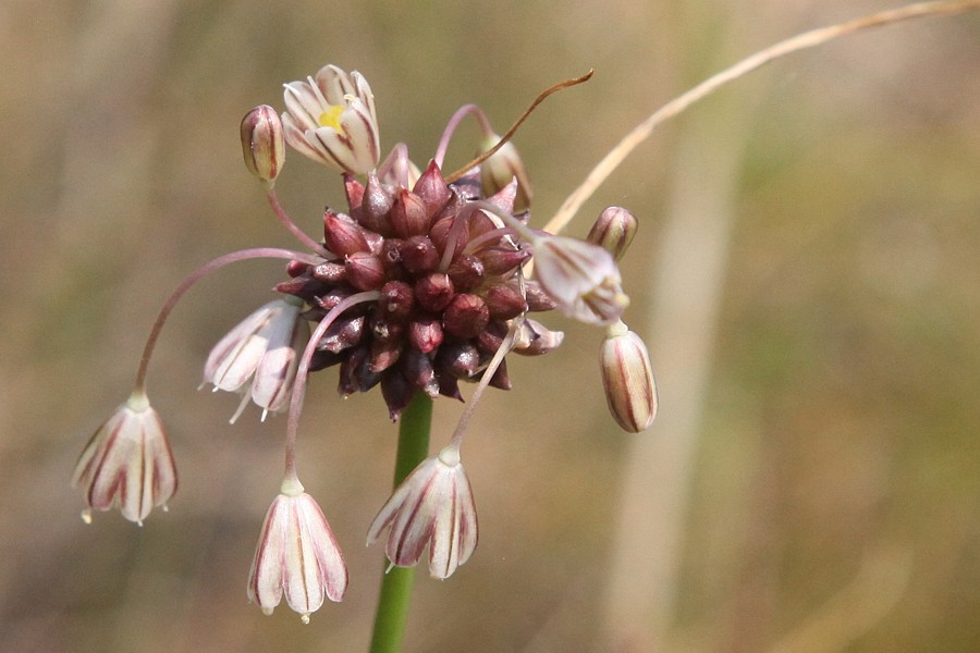 Изображение особи Allium oleraceum.