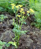 Ranunculus sardous