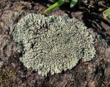 Lecanora muralis. Таллом. Абхазия, Гагрский р-н, окр. с. Бзыпта, на камне. 13.06.2012.