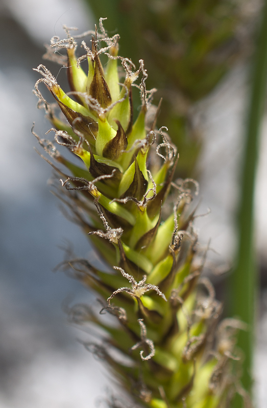 Изображение особи Carex atherodes.