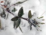 Mahonia aquifolium