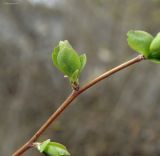 Spiraea &times; vanhouttei