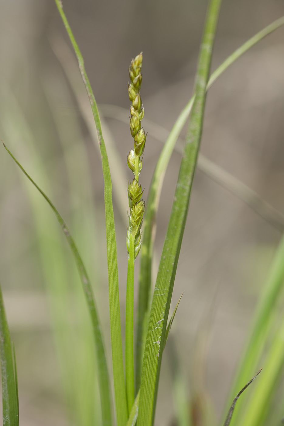 Image of Carex spicata specimen.