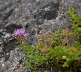 Thymus hirticaulis. Часть цветущего растения. Северный Урал, Пермский край, правый берег р. Язьва, вершина Ветлянского Камня, в щели на камне. 19 августа 2017 г.