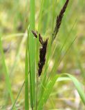 Calamagrostis canescens. Часть побега с развивающимся соцветием. Московская обл., Солнечногорский р-н, окраина Щепкина верхового болота. 17.06.2018.