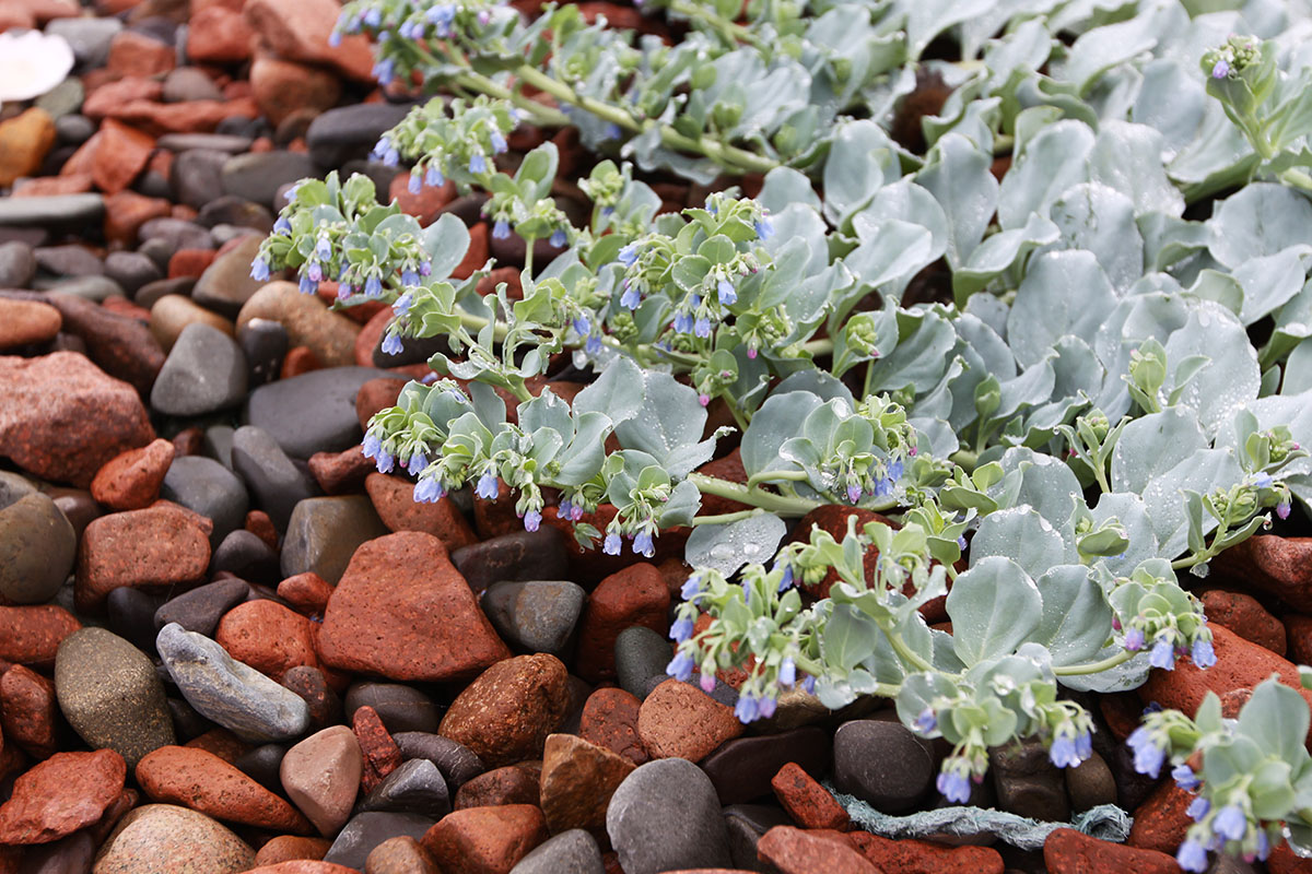 Изображение особи Mertensia maritima.