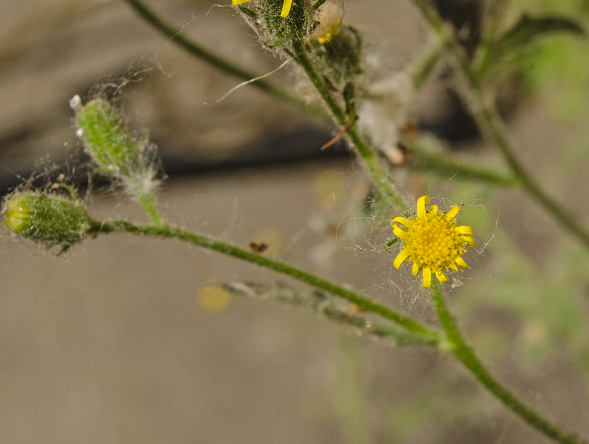 Изображение особи Senecio viscosus.