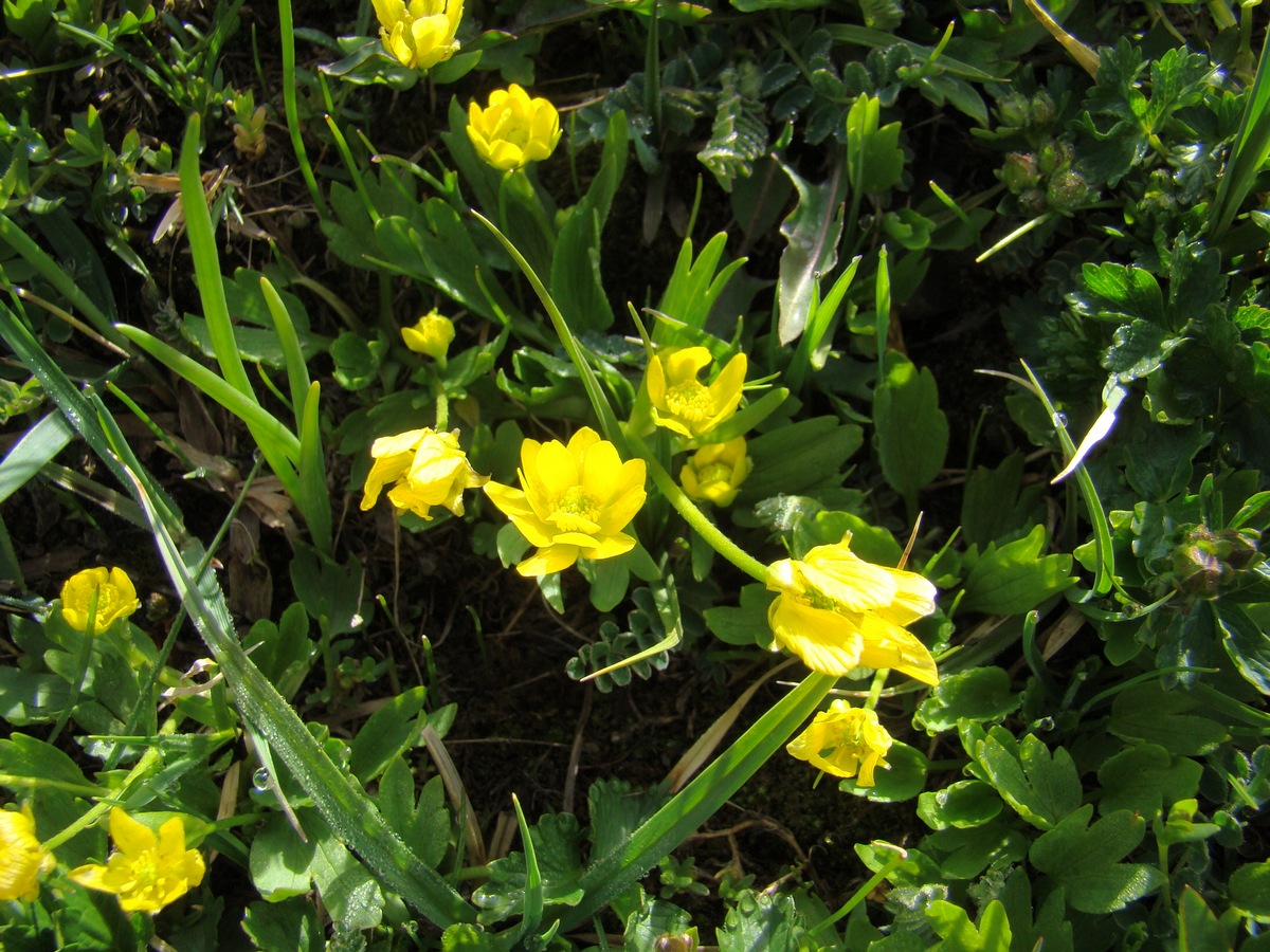 Изображение особи Ranunculus talassicus.