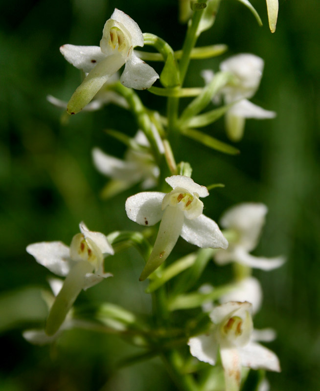 Изображение особи Platanthera &times; hybrida.