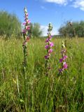 Spiranthes australis