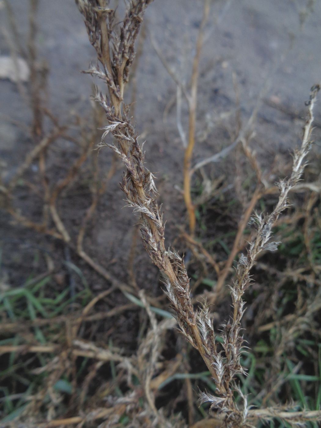 Изображение особи Amaranthus albus.